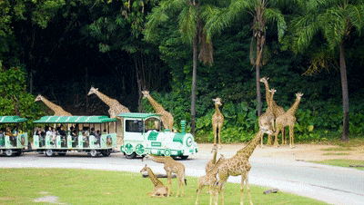 4万公里 ，100%出勤率！宇通观光车助力长隆打造沉浸式生态之旅